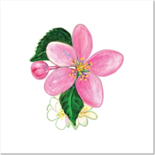 Pink Nectarine Blossom Illustration Posters and Art